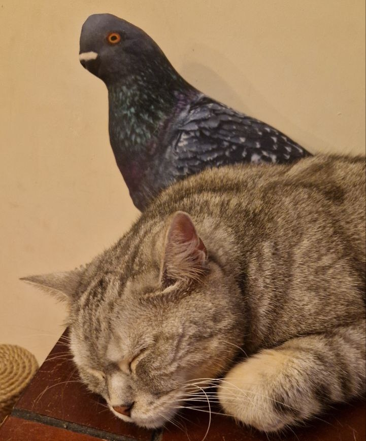 Маркиз дружит с Голубем. Голубь - это подушка в форме голубя