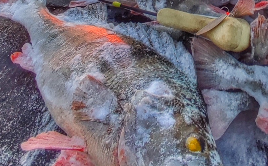 Окунь, окунь, как тебя поймать? Статья для тех, кто хочет научиться ловить окуня на блесну