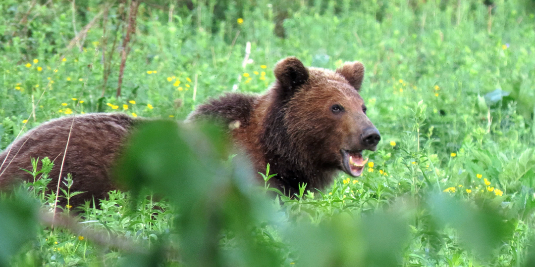 И снова медведи. Ранним утром медвежонок с матерью пришли к нашему таежному зимовью