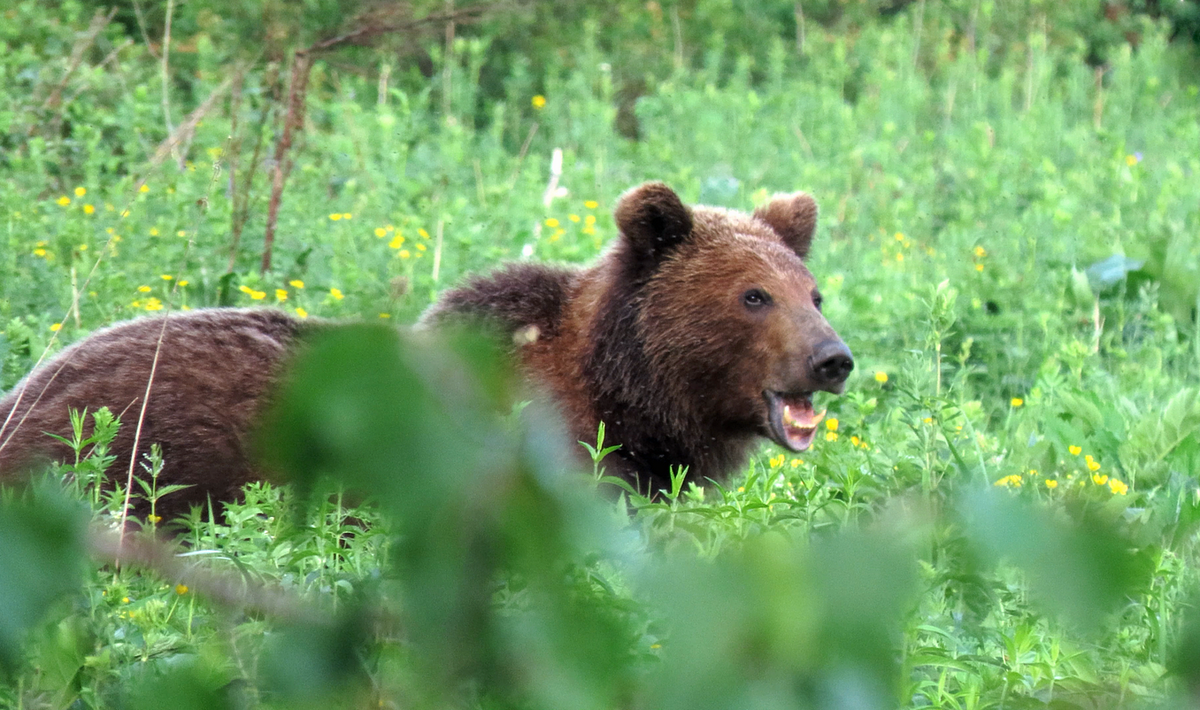Косолапый кормится сочной зеленью в долине реки Давша. Фото Ивана Усанова, 2025 г.