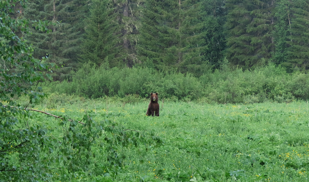  В начале лета медведи, словно домашний скот, пасутся на давшинских покосах, поедая молодую зелень зонтичных растений. Так и этот косолапый мирно кормился на лугу, пока не почуял людей. Встал столбиком на задние лапы, а из пасти торчат зеленые листья. Смотрит, принюхивается: кто здесь? Зрение у медведя уступает его острому обонянию. Чу! Человеческие голоса - и топтыгин молниеносно скрылся в лесу, только его и видели. Но его портрет остался с нами. Фото Ивана Усанова, 2025 г.