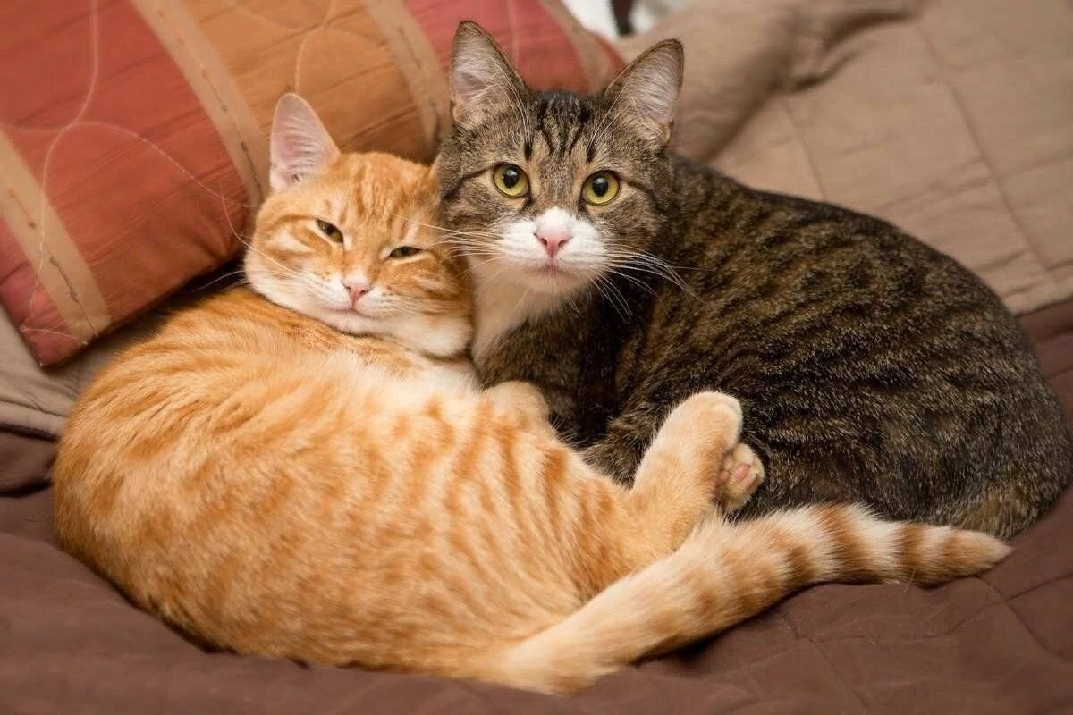 Фото с сайта: https://fishki.net/4620982-umilitelynye-pushistye-dujety.html