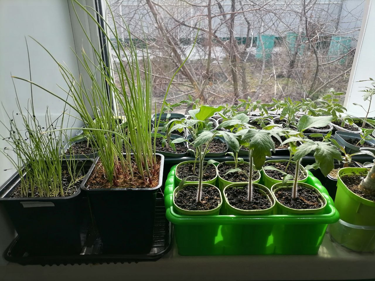 Фото рассады из прошлого апреля