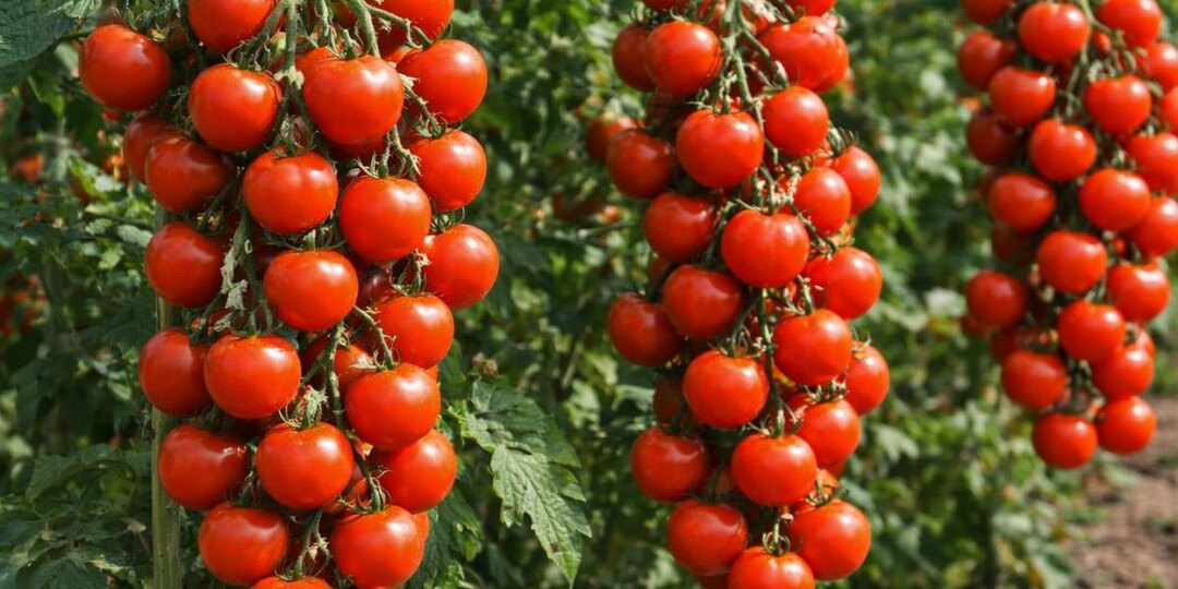 Не томат, а летняя машина урожая: по 30 плодов на кисти, и плодоносит до холодов