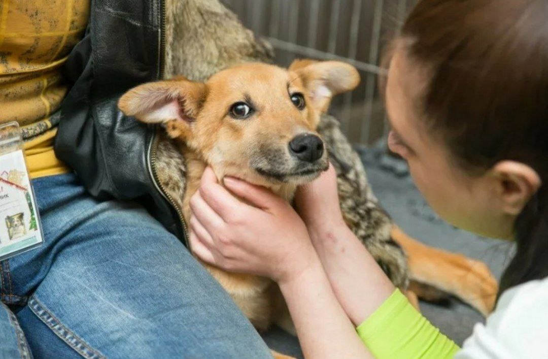 Усыновление собаки из приюта