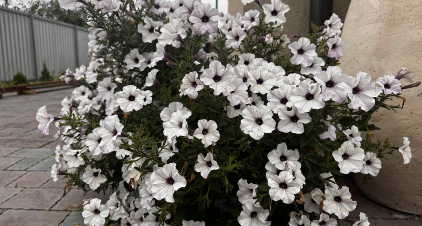    Первый городской канал Калининград