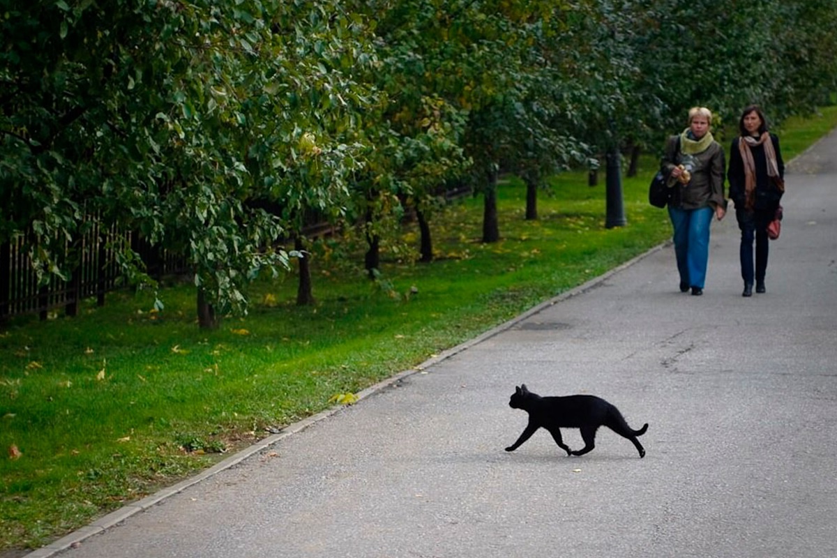 Фото с сайта: https://m.fishki.net/4243194-pochemu-v-indii-ne-zavodjat-domashnih-koshek.html/comment-44960344
