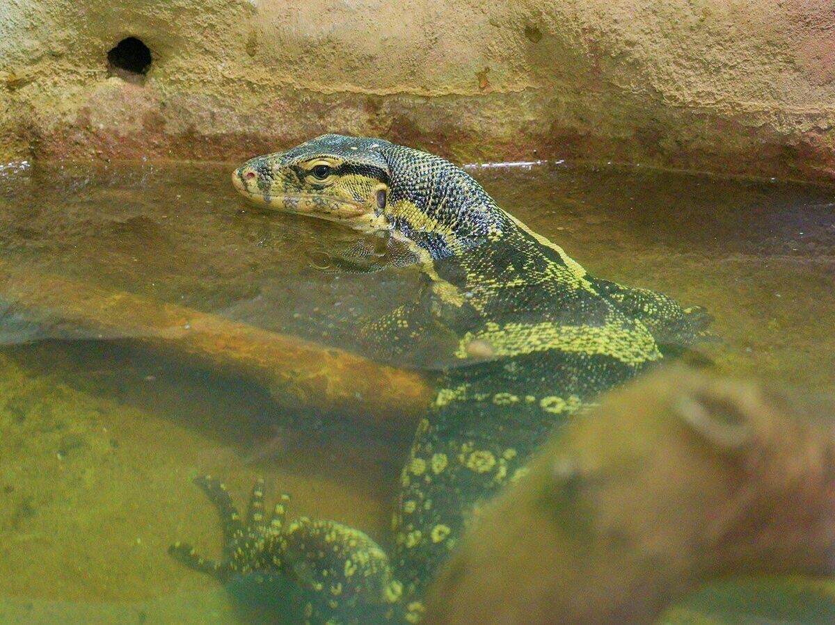    Полосатый водный варан в Московском зоопарке | © Фото : пресс-служба Департамента культуры города Москвы
