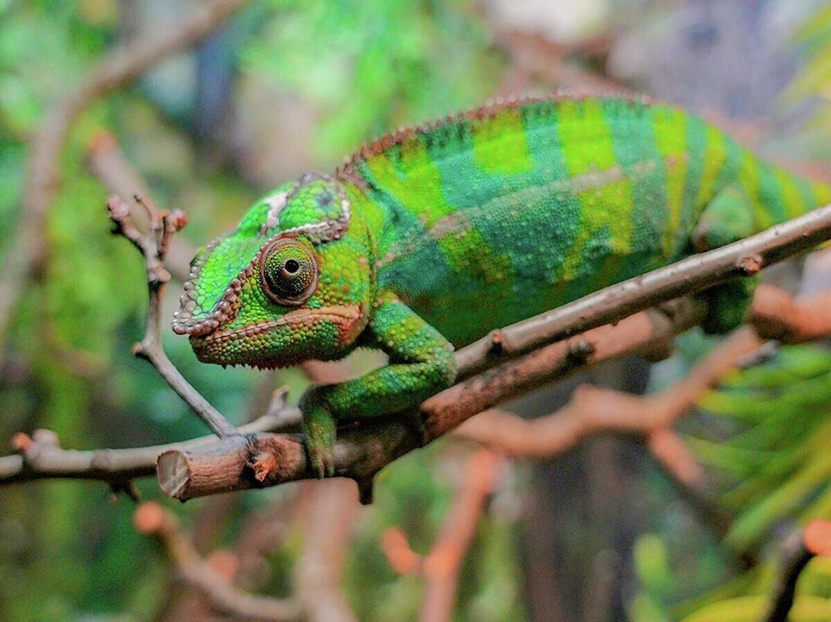    Пантеровый хамелеон в Московском зоопарке | © Фото : пресс-служба Департамента культуры города Москвы