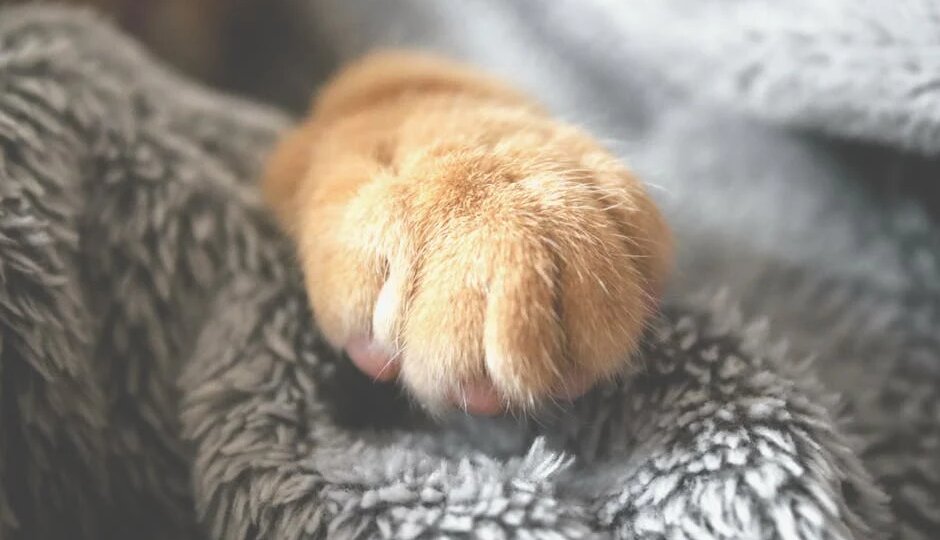 Почему кошка топчет вас лапками: 5 неожиданных причин