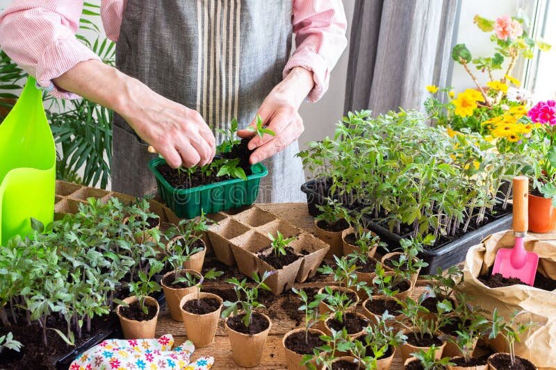 План участка на бумаге Нарисуйте схему грядок, севооборот, где что будет. Сэкономите кучу времени и нервов в мае.