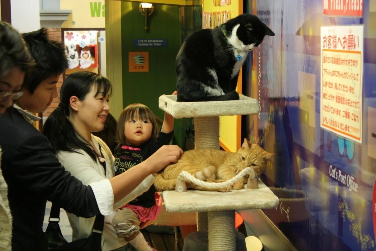 Фото с сайта: https://stroitelsport.ru/koshki/bishkek/photo_73/