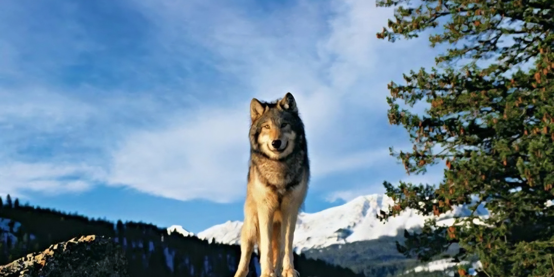 Горные волки. Как серые стратеги ловят кабана и обходят оленя на кручах
