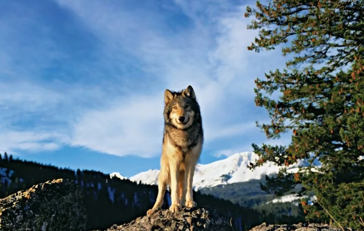 Иберийский волк на вершине.  С этой высоты он видит все тропы оленей и кабанов.