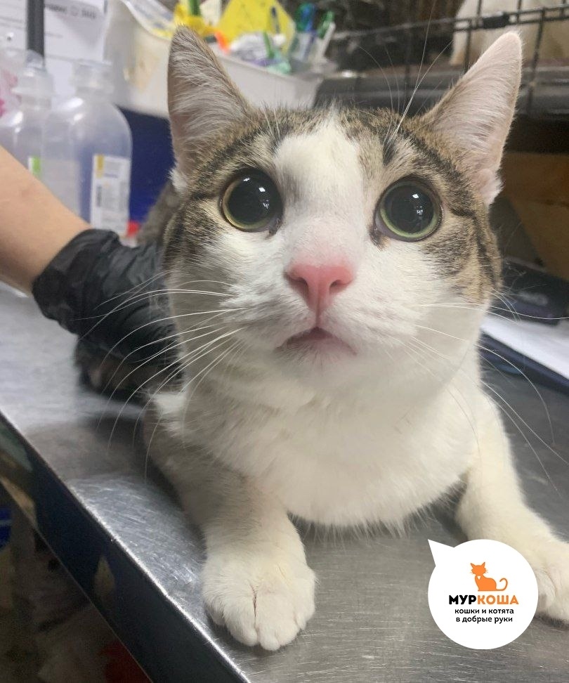 Милый Котосон попал в приют длагодаря неравнодушному человеку.