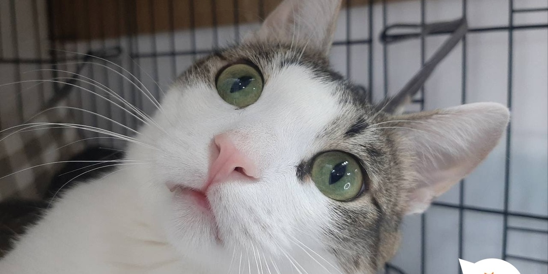 Милый Котосон дождался своего человека