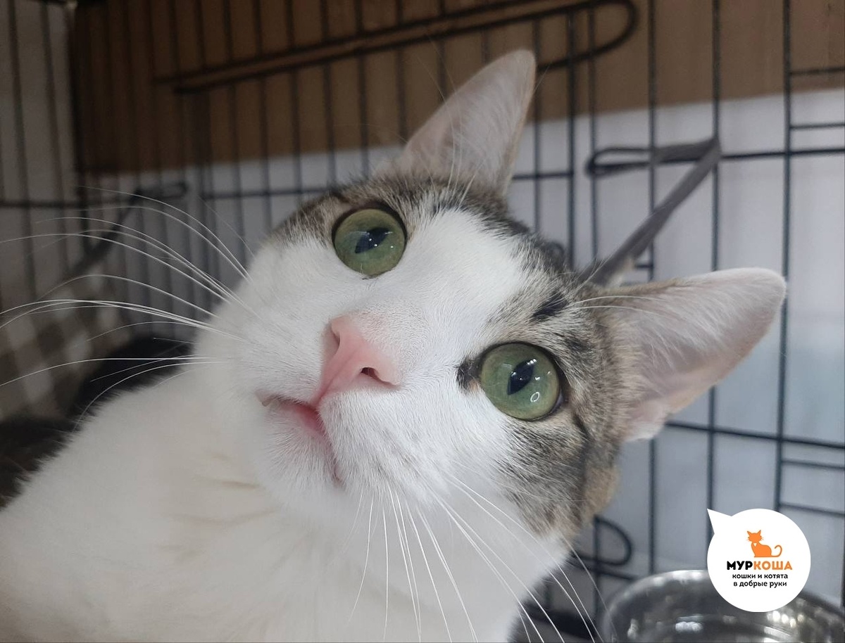 Котосон понял что всё плохое позади.