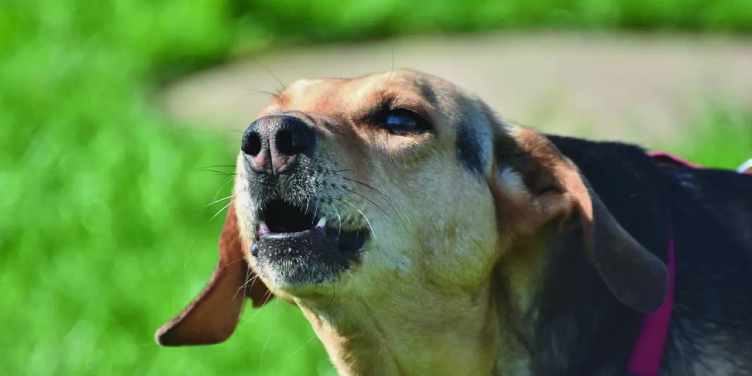 Почему собака лает дома? Как отучить собаку лаять просто так без причины