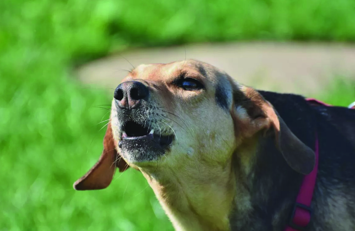 Собака лает. Фото - Pixabay.com, Capri23auto.