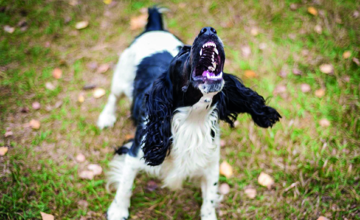 Собака лает на улице. Фото - vecteezy.com, EVGENII LEONTEV.