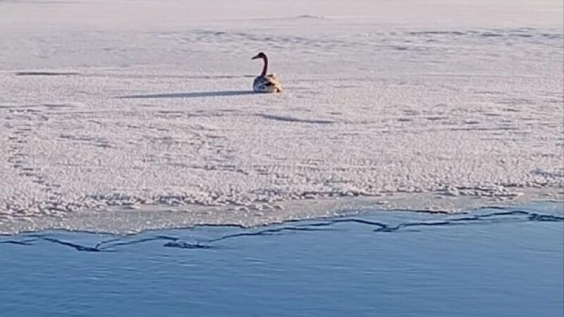     Лебедь в Бийске. Телеграм-канал «Деловой Бийск»