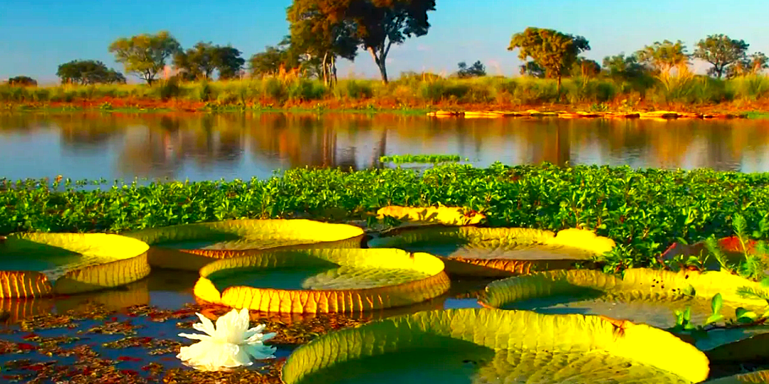 Роскошные болота Пантала и почему пираньи уважают индейцев