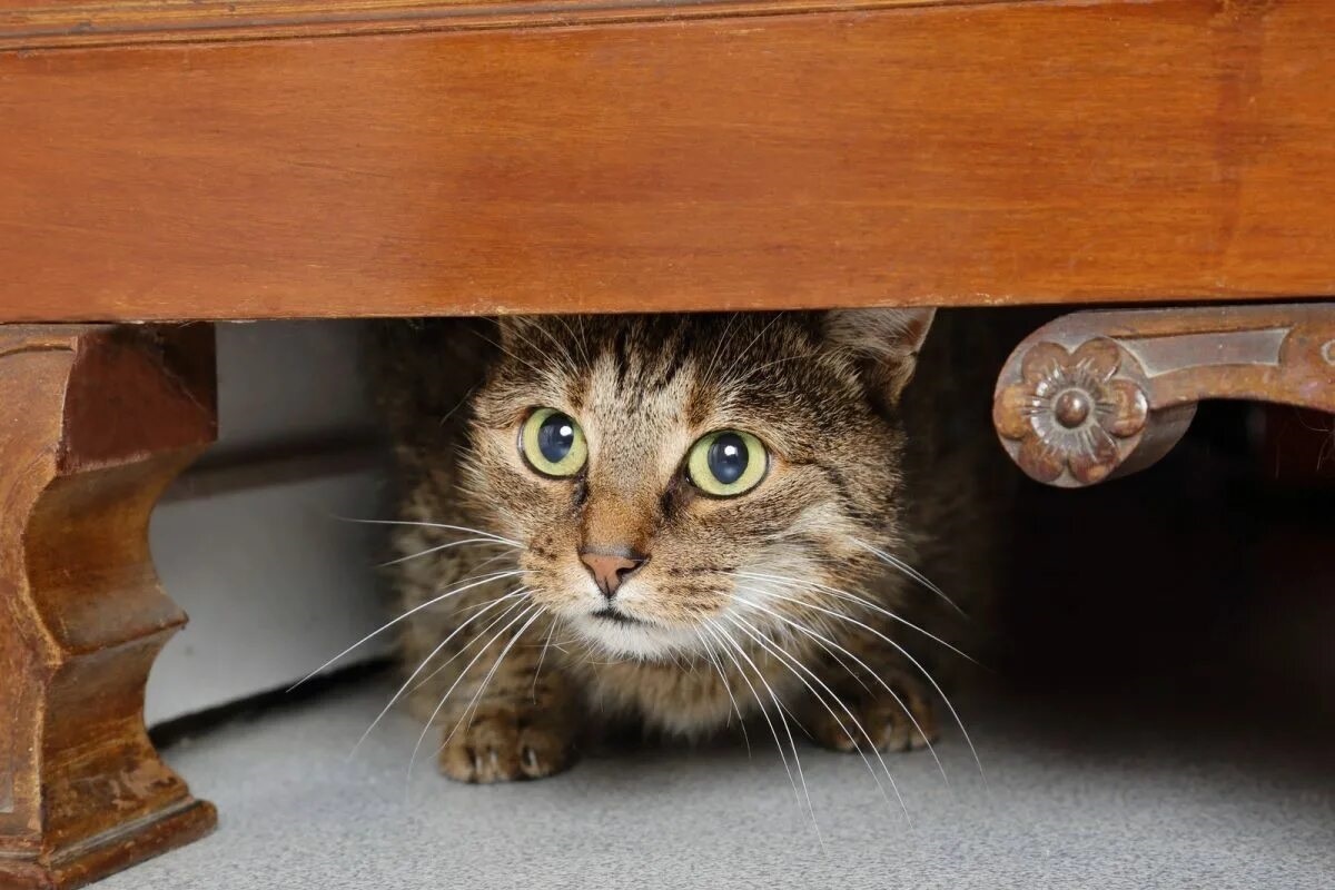 Фото с сайта: https://www.ilmiogattoeleggenda.it/gatto-ha-paura-della-lavatrice/