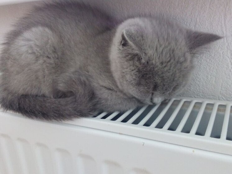     На улице Нахимова, 20, случилась авария 31 января. Фото: архив МК в Питере