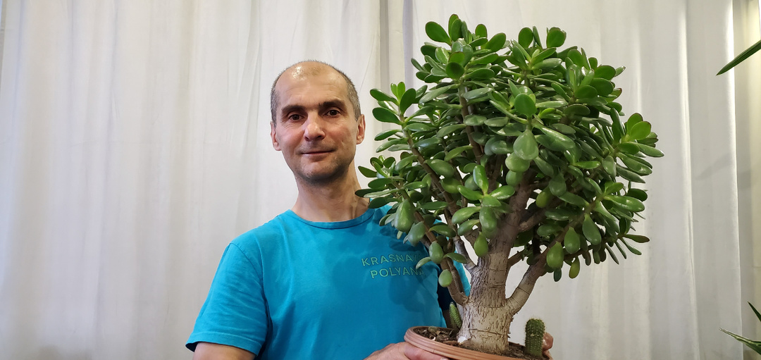 Все про обрезку Денежного дерева