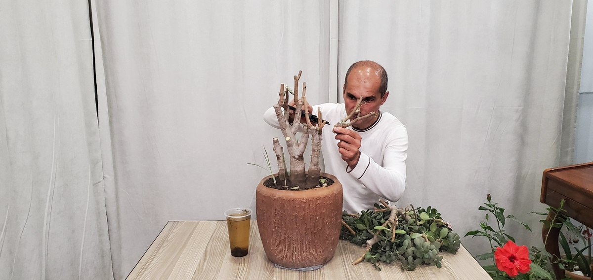 Выполняю кардинальную обрезку