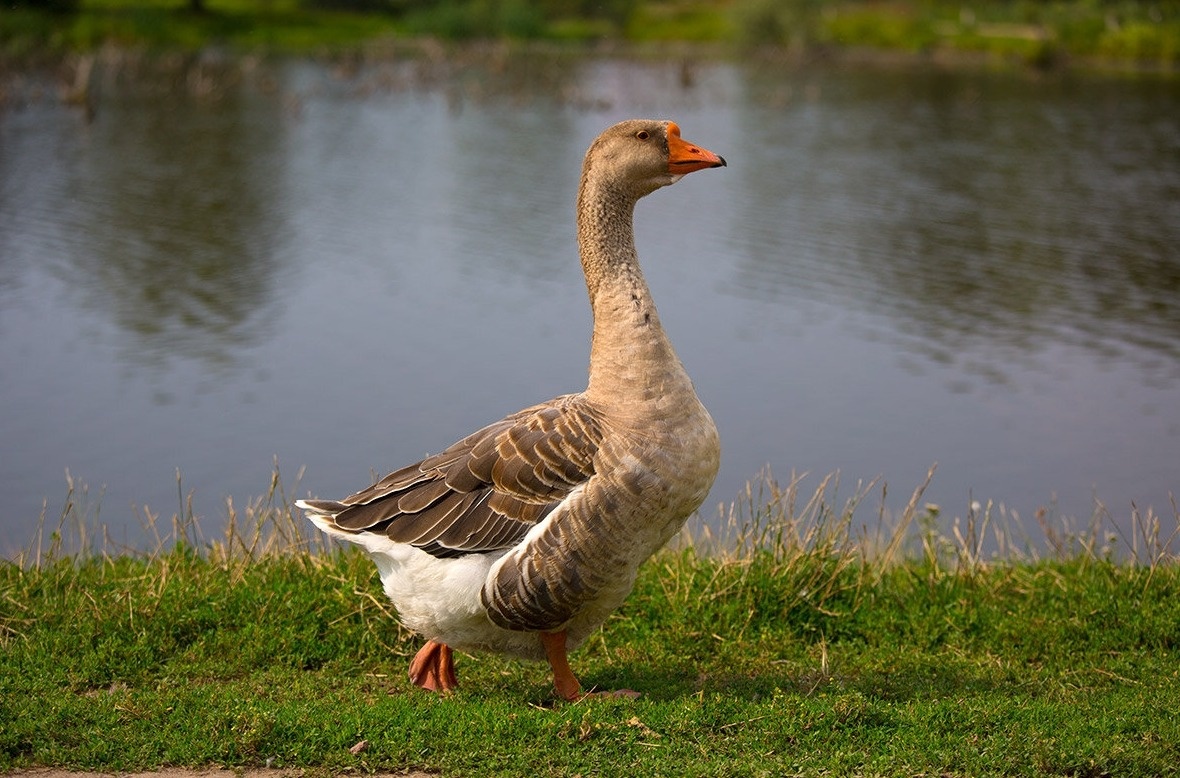    Гуси могут синхронно топать лапами, чтобы «согласовать» свои движения с партнёром, как в настоящем парном танце. Источник изображения: ulzoo.ru