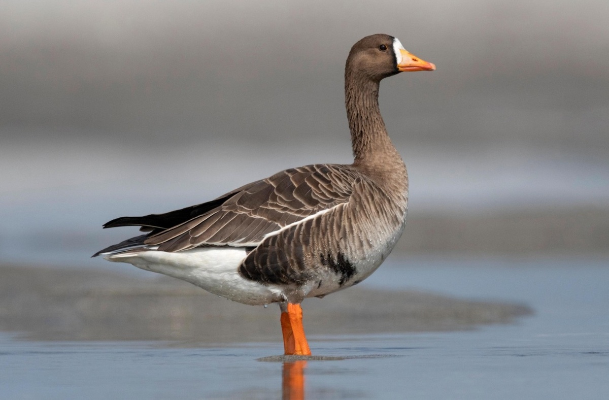    В дикой природе гуси иногда кружатся, чтобы привлечь внимание стаи и укрепить социальные связи. Источник изображения: huntguidepro.com