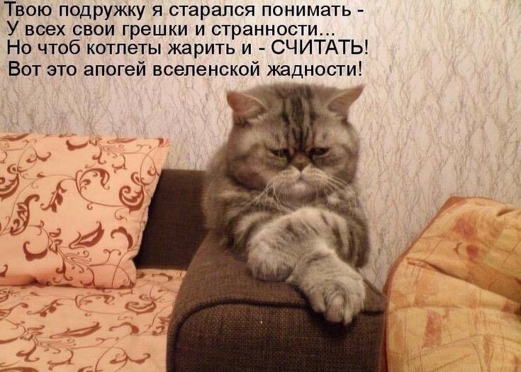 Котомемы новая порция позитива