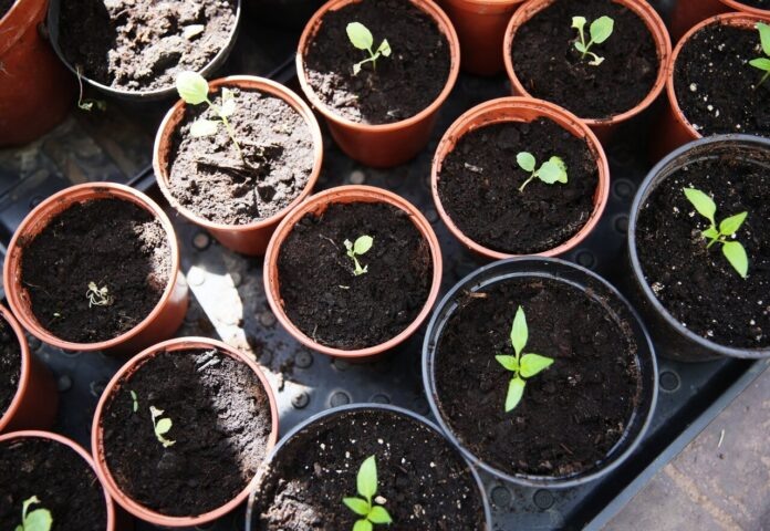    «Зеленая лихорадка» 2032: Как забытые протоколы ПНИПУ трансформировались в основу мировой экономики будущего.