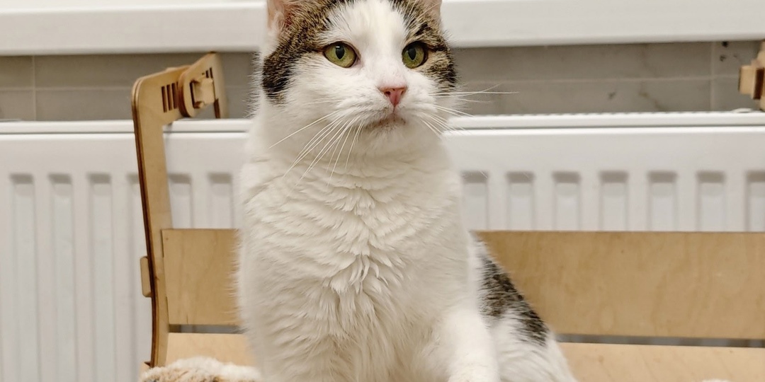 Кошка Няшка ищет дом 🐾💝