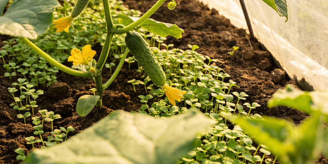 Огурцы будут плодоносить до осени: какие растения посадить рядом уже сейчас — экспертные рекомендации