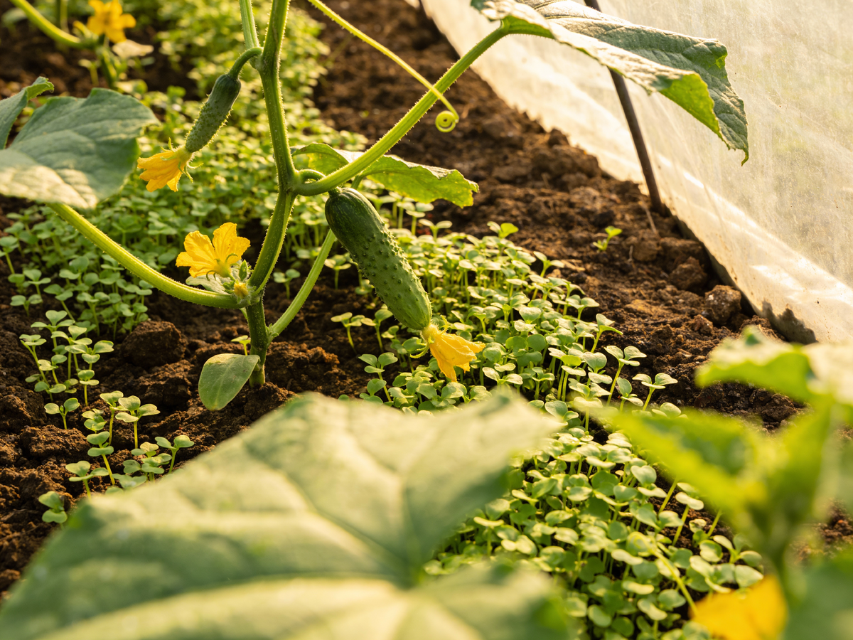 Какие сидераты сажать рядом с огурцами?