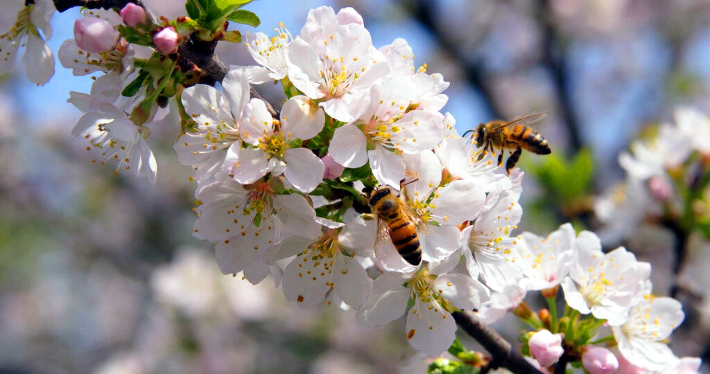 Развитие пчелиной семьи весной