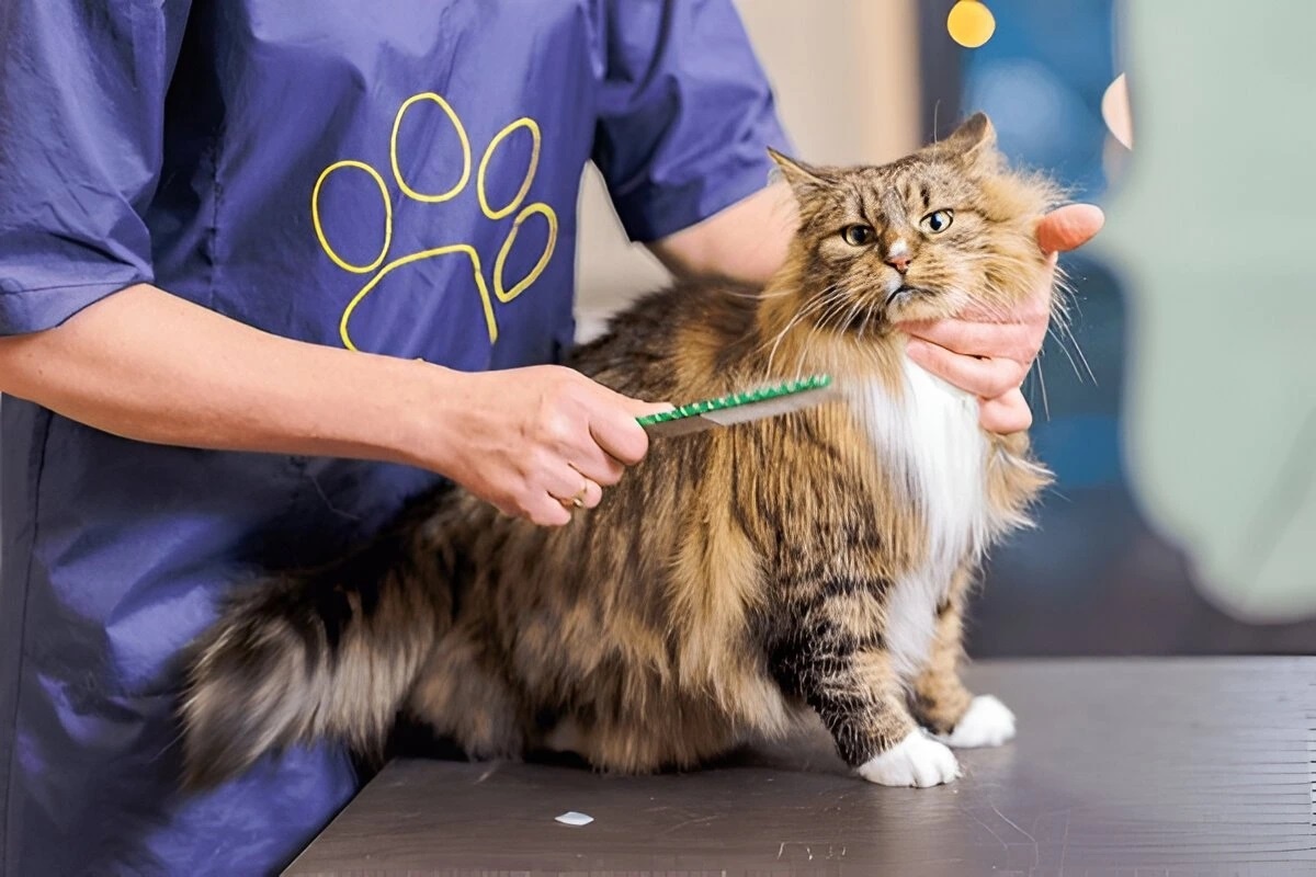 Фото с сайта: https://mainecoonkittycats.com/page/2/