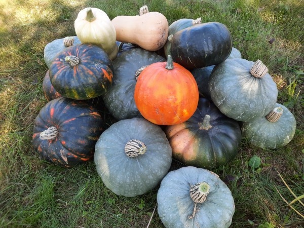 Ребристая тыква - Мускат де Прованс. Баттернат - сорт Гитара. Говорят, это единственный сорт типа Баттернат, который вызревает в средней полосе. У нас дошел лишь до технической спелости.