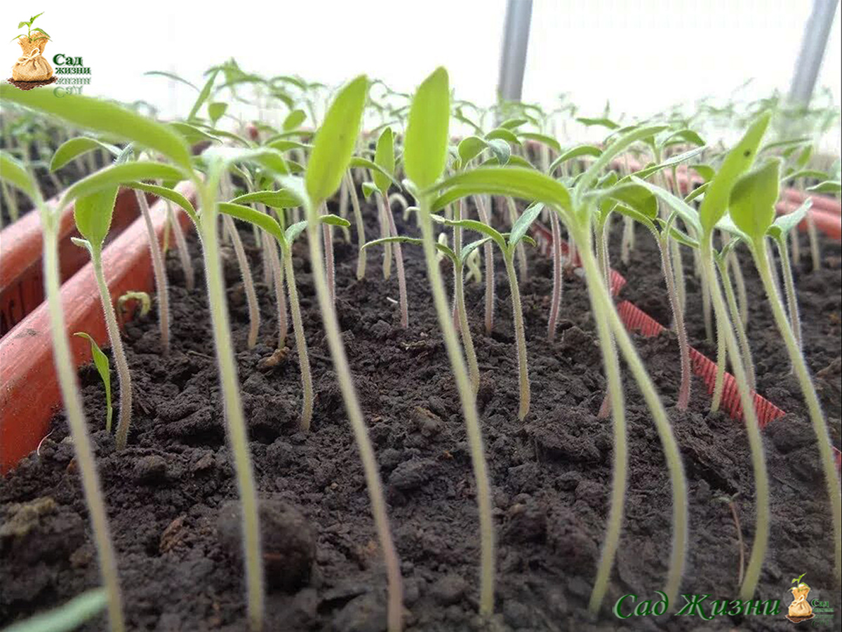 Вытянутая рассада — первый признак, что мифы уже начали работать против вас