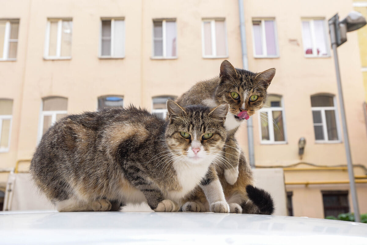 Фото с сайта: https://diplomnaya.24newnews.ru/life/scientific-reports-murchanie-luchshe-opredelyaet-koshku-chem-ee-myaukane-1109753.html