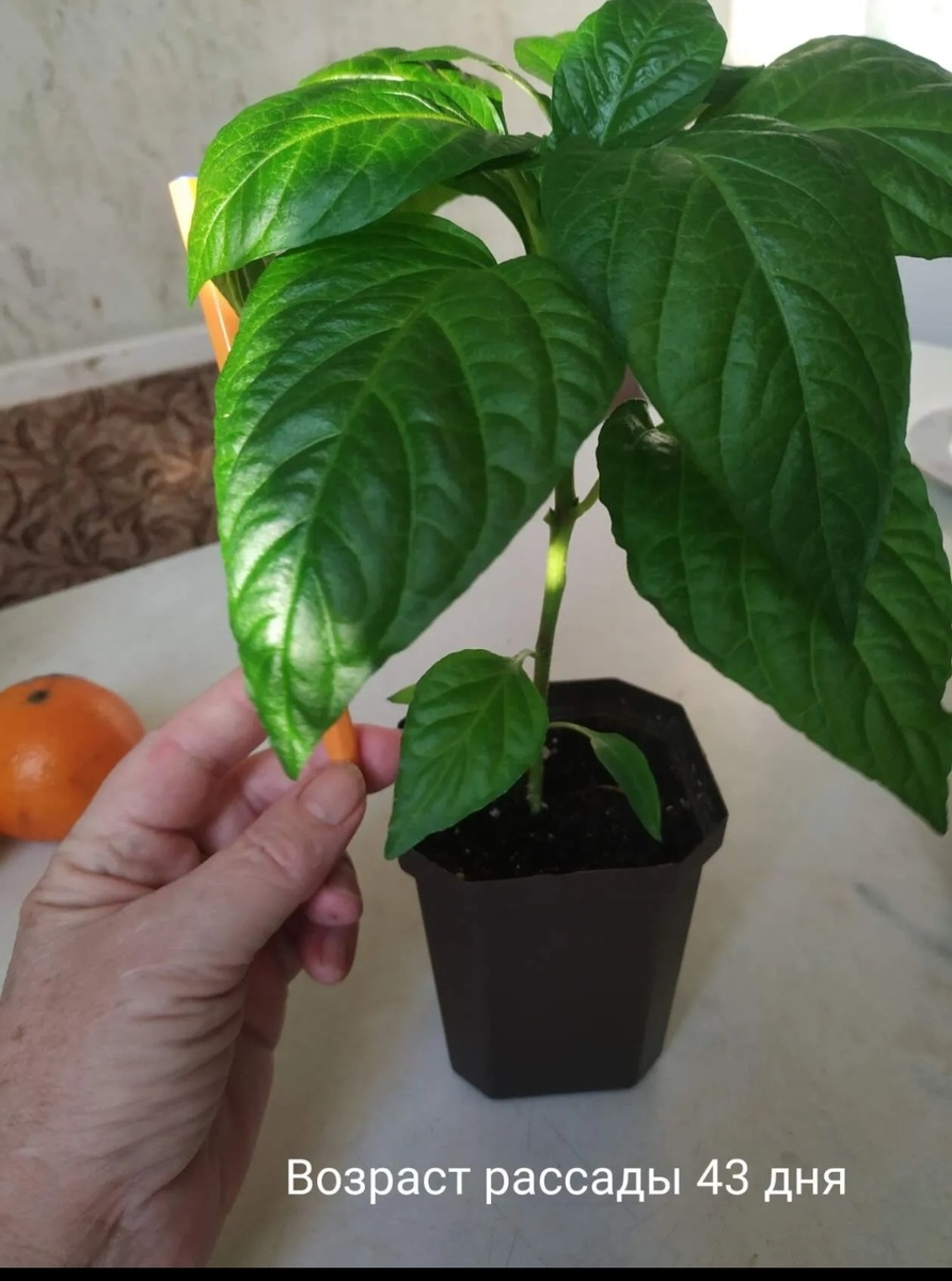 Рассада перца. 