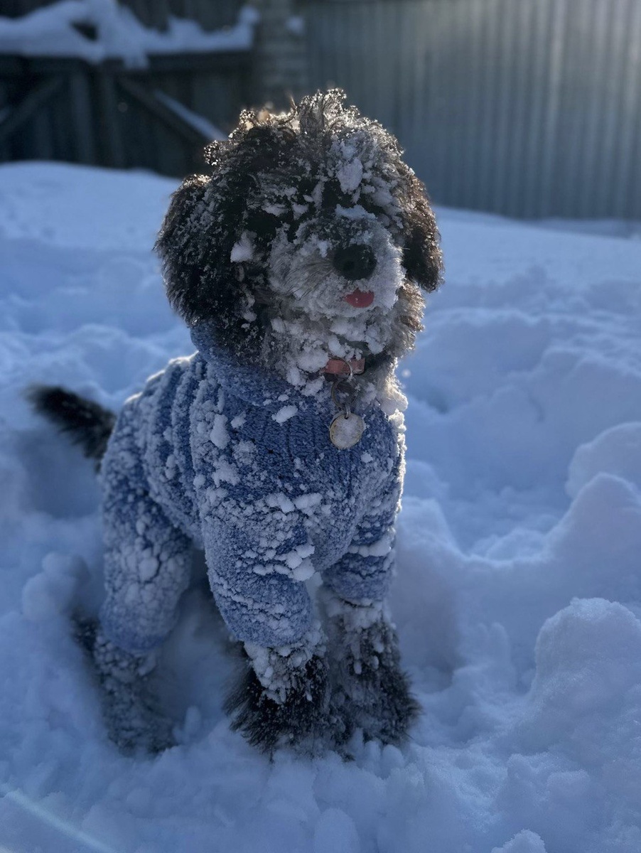 Груминг пуделя в зоосалоне Грумик