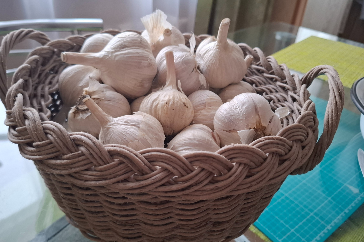 Вот такая корзинка у меня на сегодняшний день с чесноком.