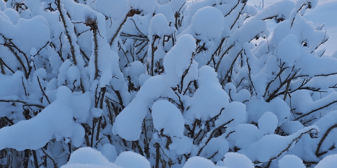 Расшифровка онкоцитологии: HSIL. Тактика лечения и наблюдения.