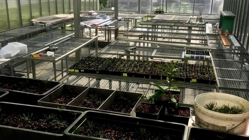 Адениумы в теплице: мечта или убыточная затея? Честный разбор на личном опыте.