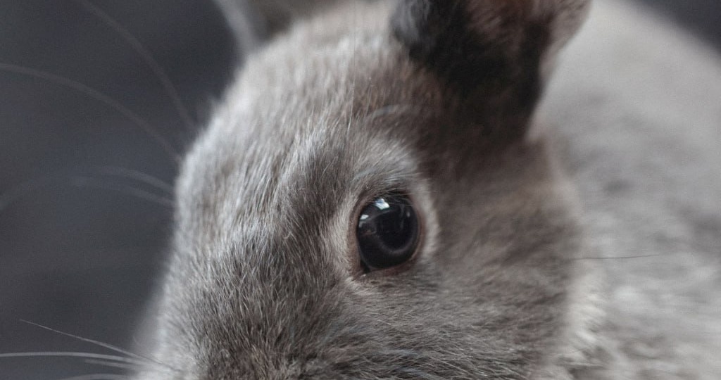 Кролики ассоциируются у нас с морковкой и листьями капусты