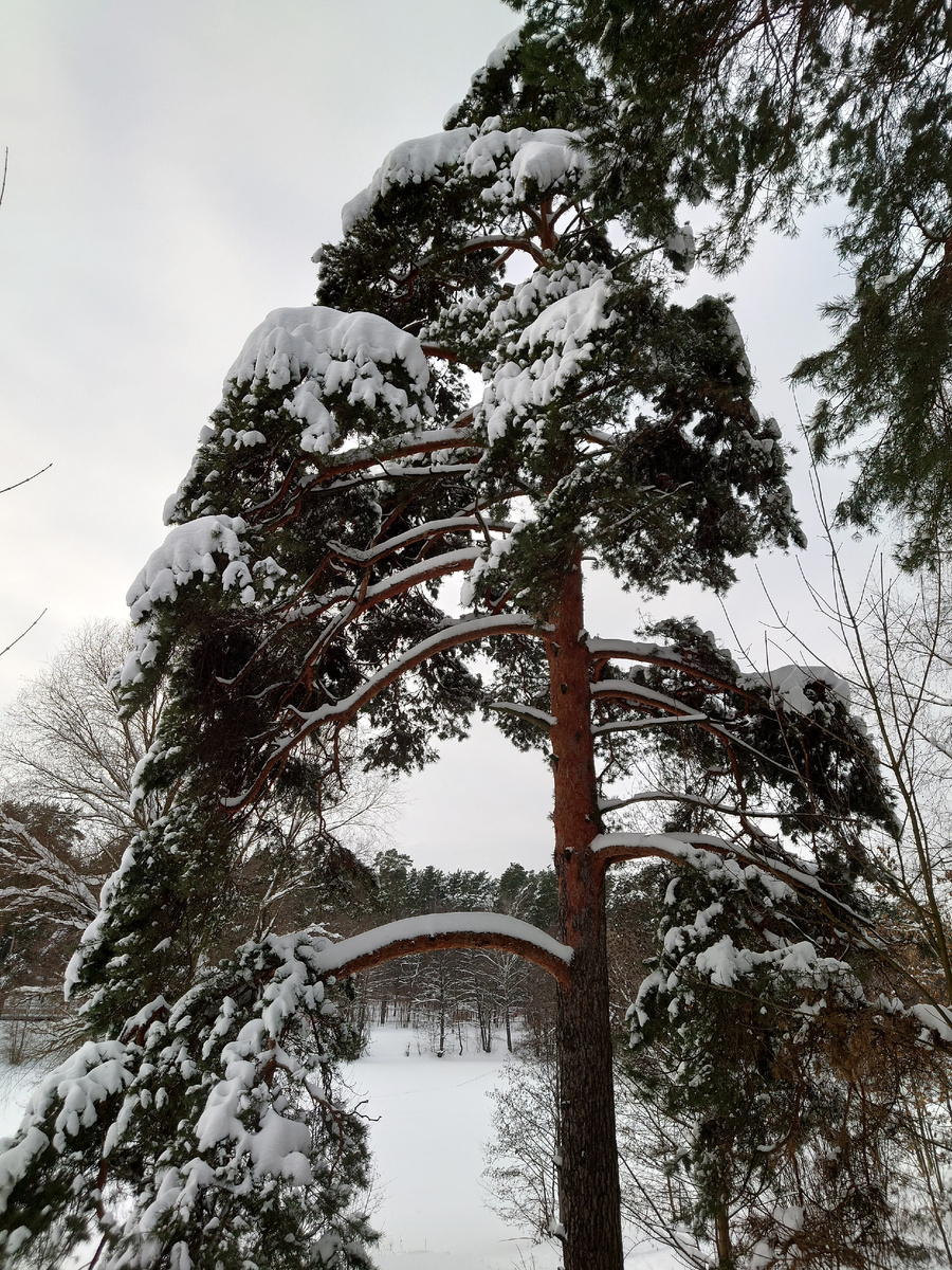 Сосна в снегу