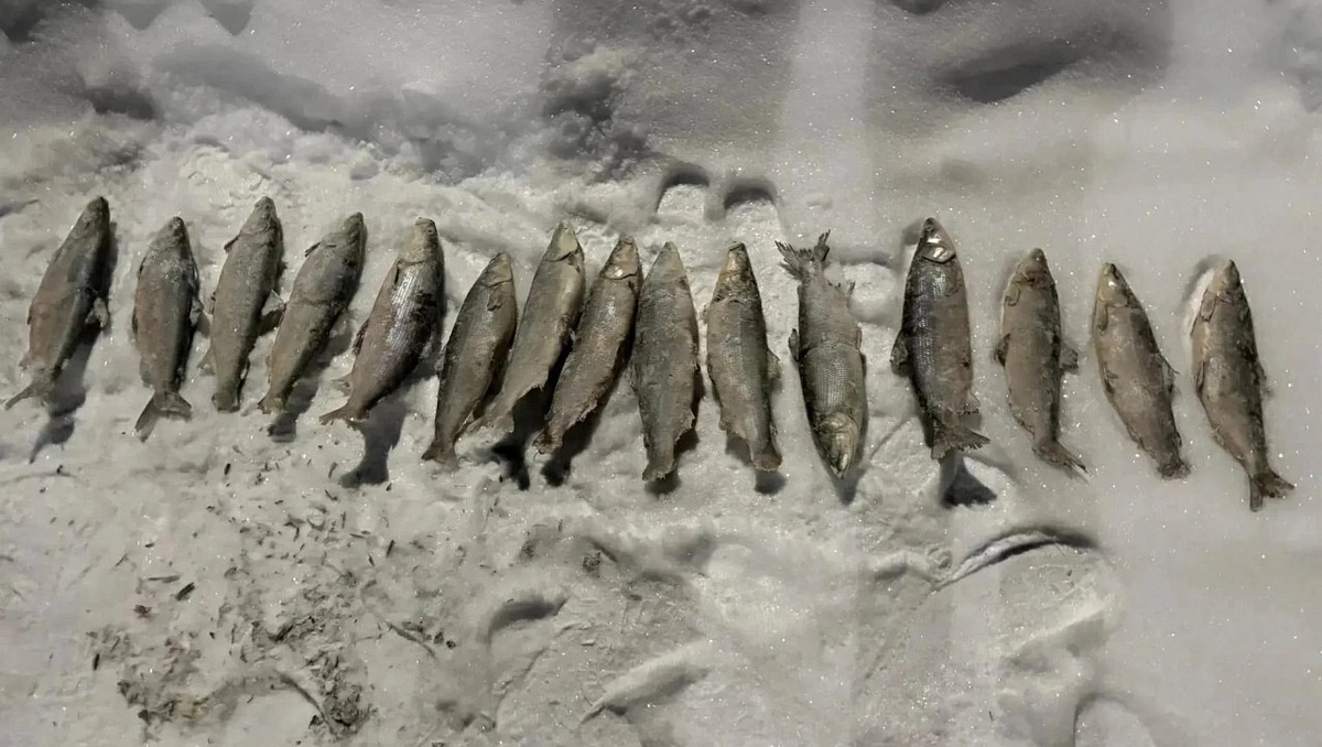 Фото: пресс-служба УМВД России по ЯНАО